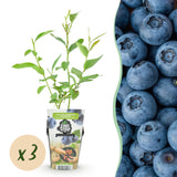 Livraison plante Myrtillier Goldtraube – Lot de 3 – Pot 9 cm