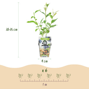 Livraison plante Myrtillier Goldtraube – Lot de 3 – Pot 9 cm