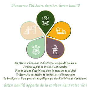 Livraison plante Myrtillier Goldtraube – Lot de 3 – Pot 9 cm