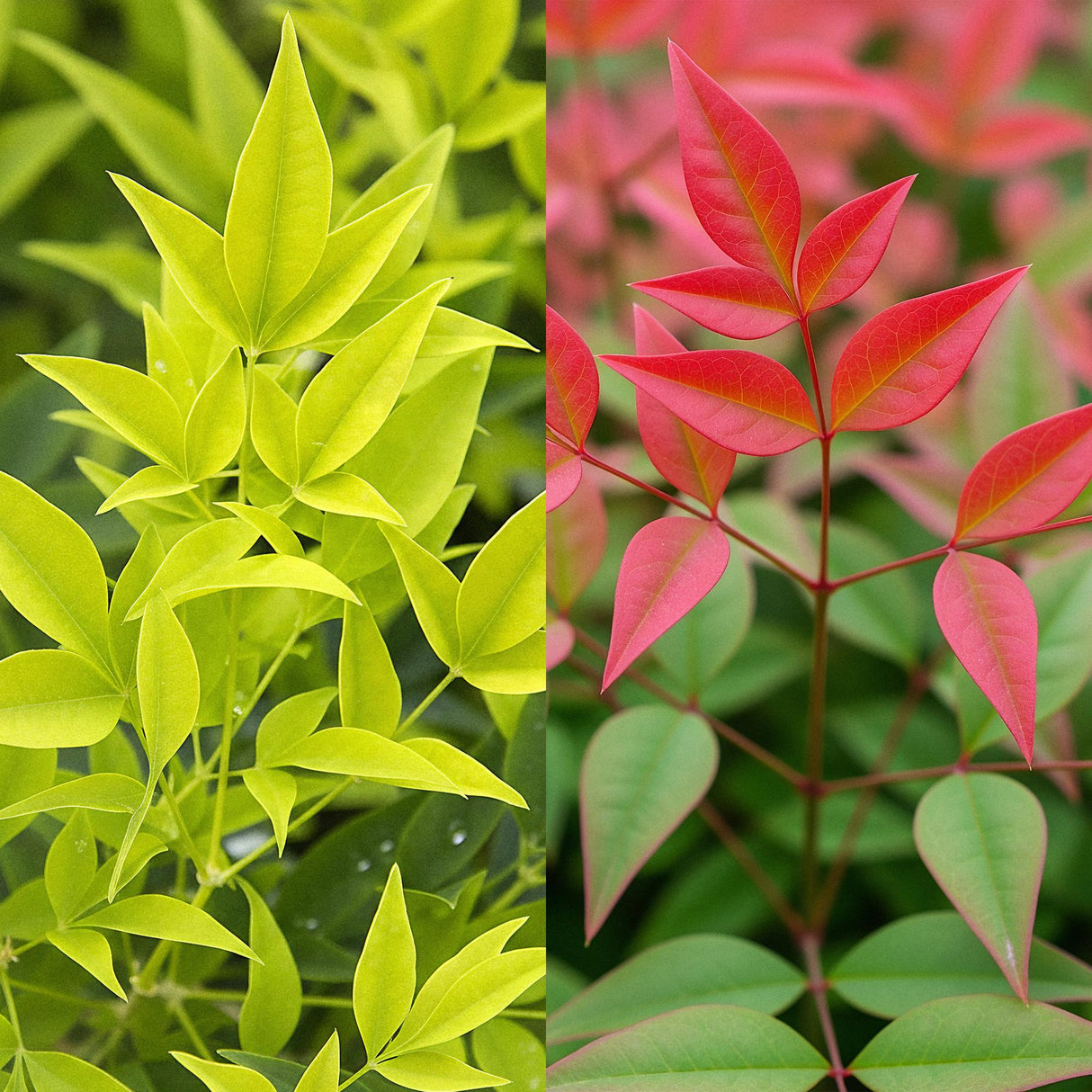 Livraison plante Nandina domestica Duo – Lot de 2 – Pot 17cm – Hauteur 45cm