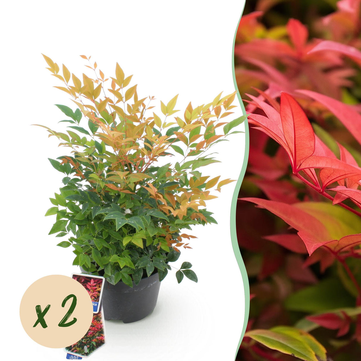 Livraison plante Nandina domestica Gulfstream en pot