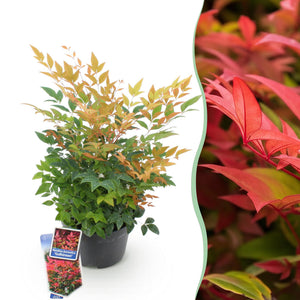 Livraison plante Nandina domestica Gulfstream en pot