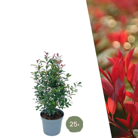 Livraison plante Néflier Brillant rouge h150cm pour 10m linéaires de haie 25x12L