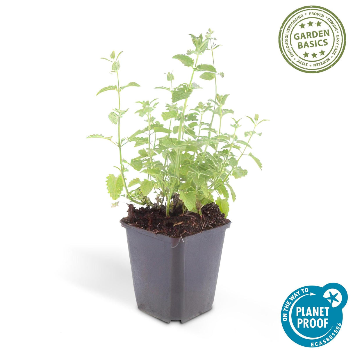 Livraison plante Nepeta Six Hills Giant