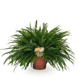 Livraison plante Nephrolepis Green Lady