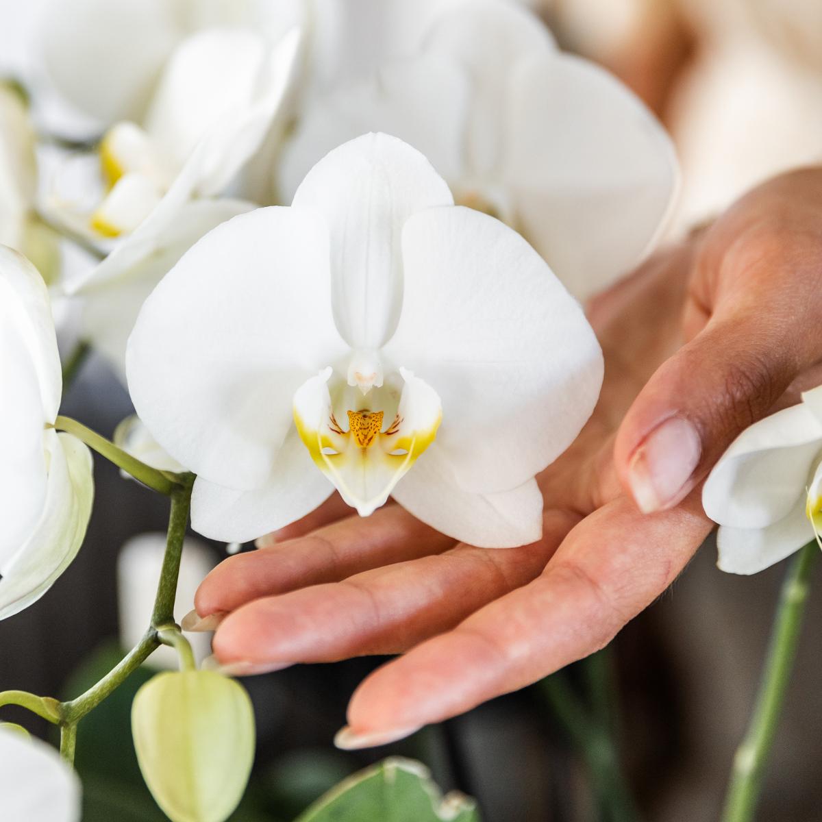 Livraison plante Offre Combinée : 2 Orchidées Phalaenopsis Blanches en Fleurs