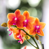 Livraison plante Offre Combinée : 2 Orchidées Phalaenopsis Parfumées Orange