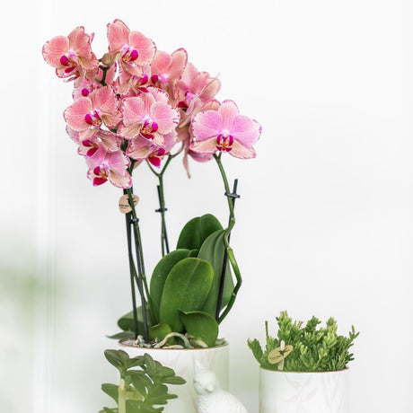 Livraison plante Offre Spéciale: 4 Orchidées Phalaenopsis Pirate Picotee