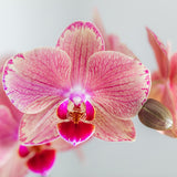 Livraison plante Offre Spéciale: 4 Orchidées Phalaenopsis Pirate Picotee