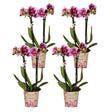 Livraison plante Offre Spéciale : 4 Orchids Phalaenopsis Roses - El Salvador