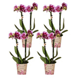 Livraison plante Offre Spéciale : 4 Orchids Phalaenopsis Roses - El Salvador