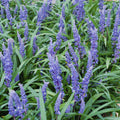 Türkises Gras (Ophiopogon Japonicus) 'Big Blue'