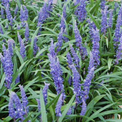 Türkises Gras (Ophiopogon Japonicus) 'Big Blue'