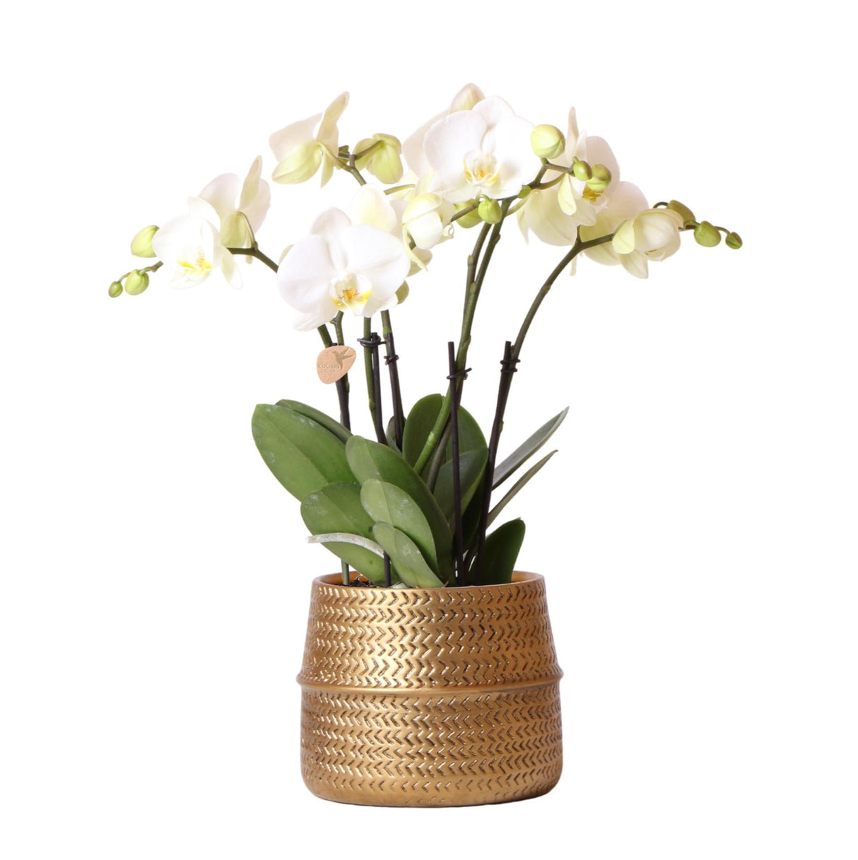 Livraison plante Orchidée Amabilis Blanche et son pot