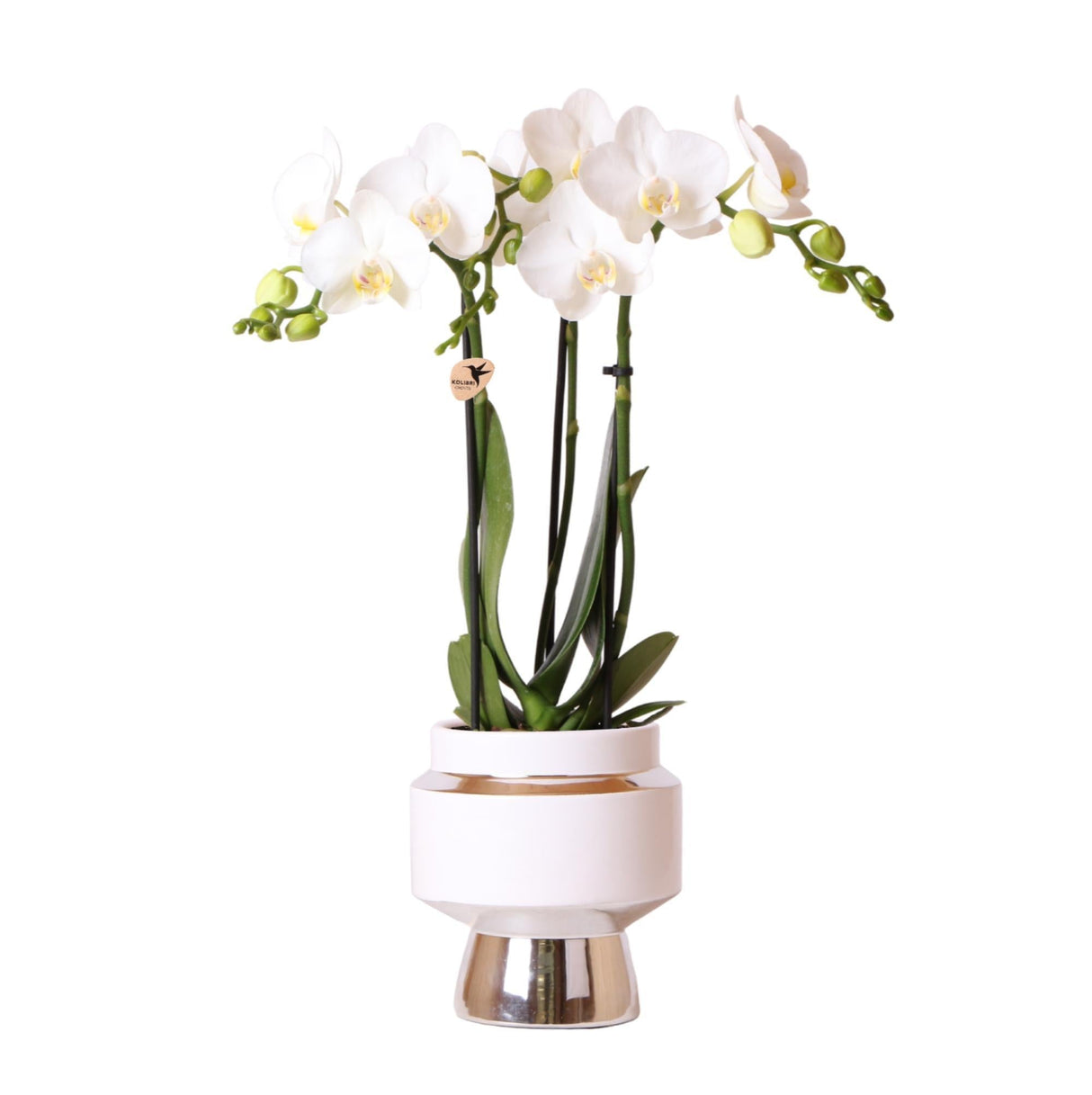 Livraison plante Orchidée Amabilis Blanche et son pot