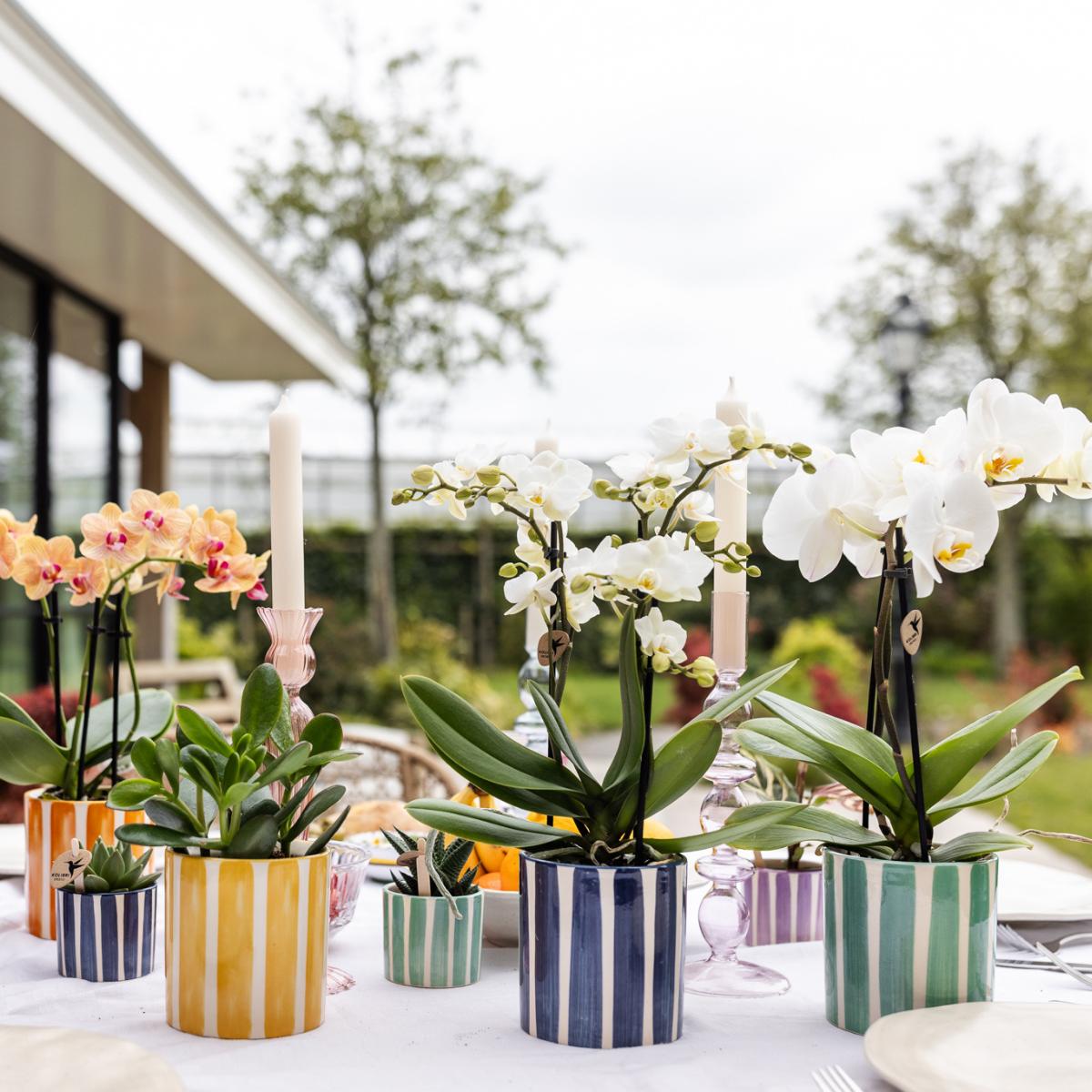 Livraison plante Orchidée Blanche Lausanne + Pot Stripe Turquoise