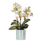 Livraison plante Orchidée Blanche Lausanne + Pot Stripe Turquoise