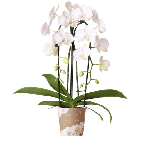 Livraison plante Orchidée blanche - Ø12cm - plante d'intérieur