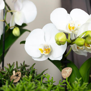 Livraison plante Orchidée blanche - Ø12cm - plante d'intérieur