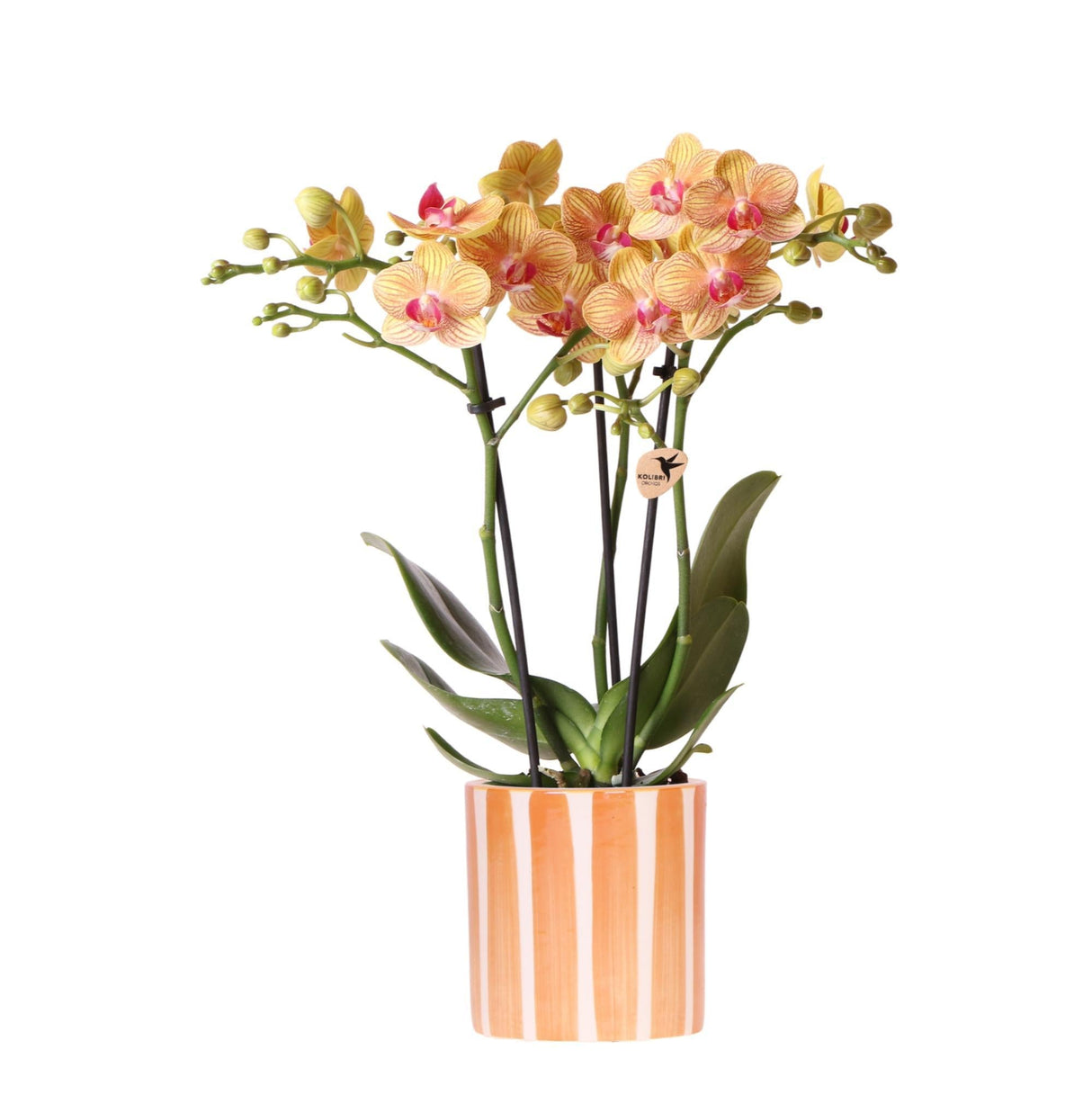 Livraison plante Orchidée Jamaica Orange avec Pot Painted Stripe