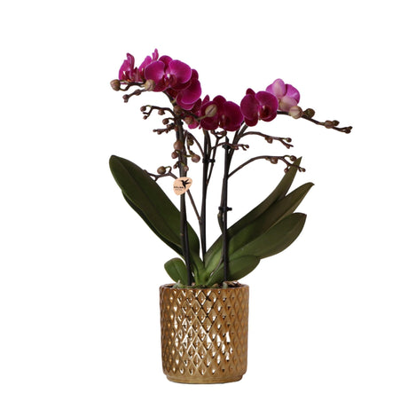 Livraison plante Orchidée Morelia Violette et son pot