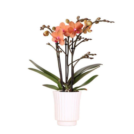 Livraison plante Orchidée orange et son cache - pot blanc - plante d'intérieur fleurie