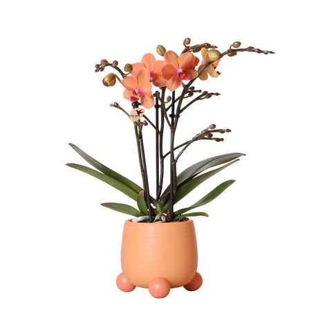 Livraison plante Orchidée orange et son cache - pot pêche - plante d'intérieur fleurie