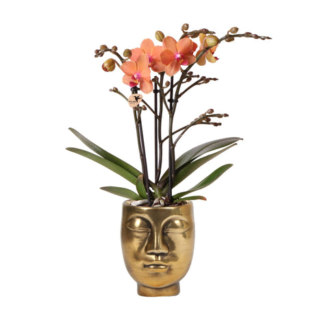 Livraison plante Orchidée orange et son cache - pot visage doré - plante d'intérieur fleurie