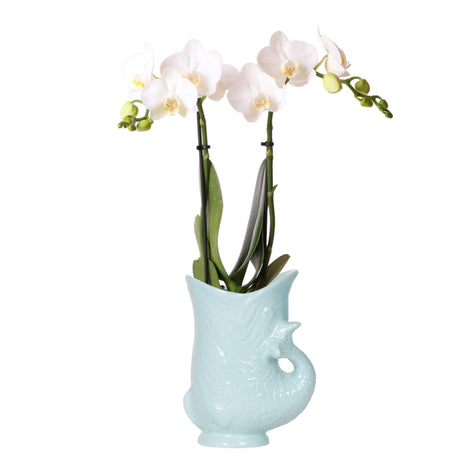 Livraison plante Orchidée Phalaenopsis Amabilis Blanche avec Pot Fish Turquoise