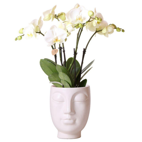 Livraison plante Orchidée Phalaenopsis blanche Ghent en pot Face - 2 - Face blanc