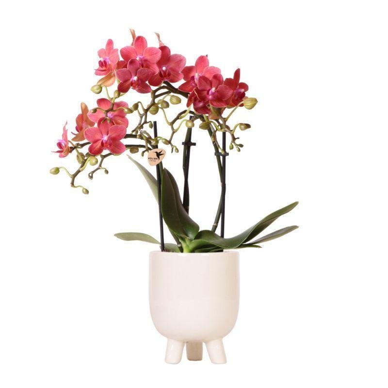 Livraison plante Orchidée Phalaenopsis Congo et son pot