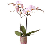 Livraison plante Orchidée Phalaenopsis rose d'intérieur sans pot