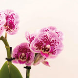 Livraison plante Orchidée Phalaenopsis rose pourpre et son cache - pot en or - h35cm, Ø9cm - plante d'intérieur fleurie