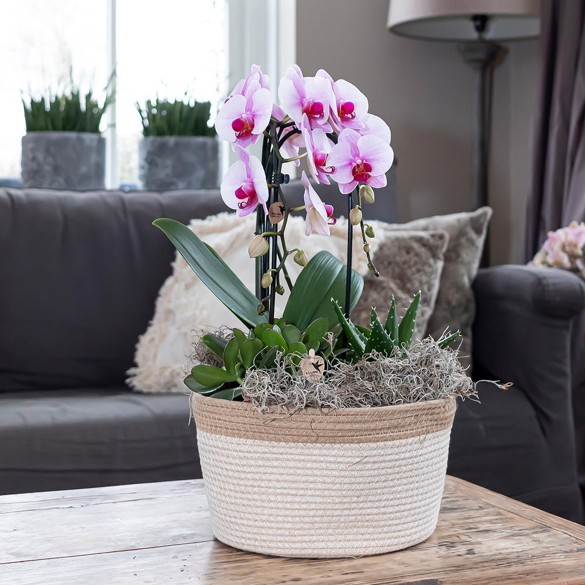 Livraison plante Orchidée rose Niagara Fall - Phalaenopsis en pot - Plante d'intérieur