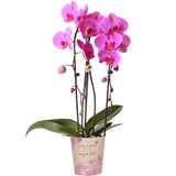 Livraison plante Orchidée rose Niagara Fall - Phalaenopsis en pot - Plante d'intérieur