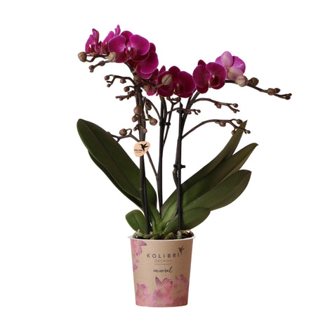 Livraison plante Orchidée violette et son cache - pot - h35cm, Ø9cm