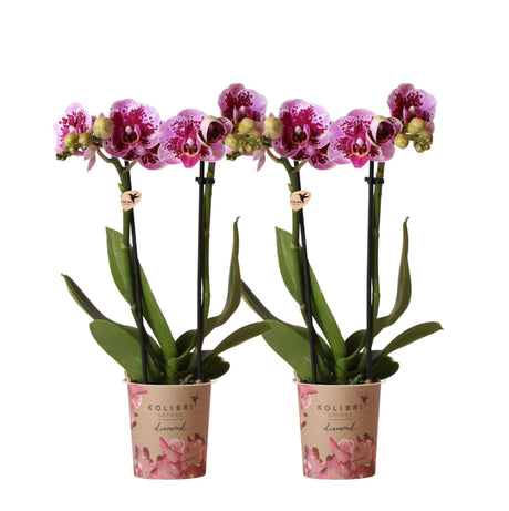 Livraison plante Orchidées Phalaenopsis rose violet - Lot de 2