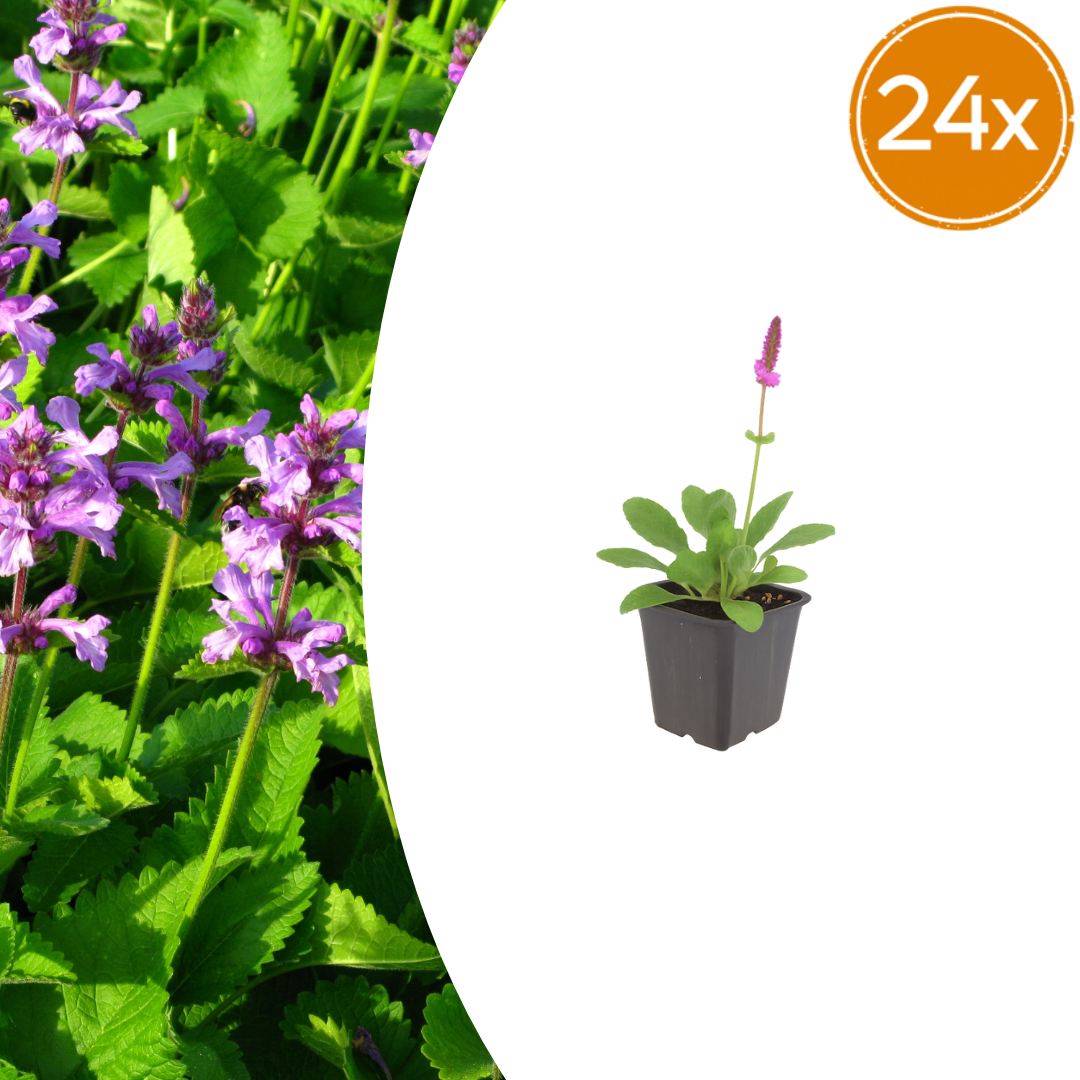 Livraison plante Oreille d'ours hummelo