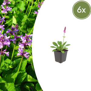 Livraison plante Oreille d'ours hummelo