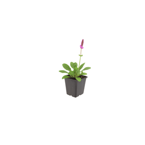 Livraison plante Oreille d'ours hummelo
