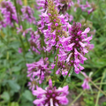 Ziest (Stachys Monieri) 'Hummelo'