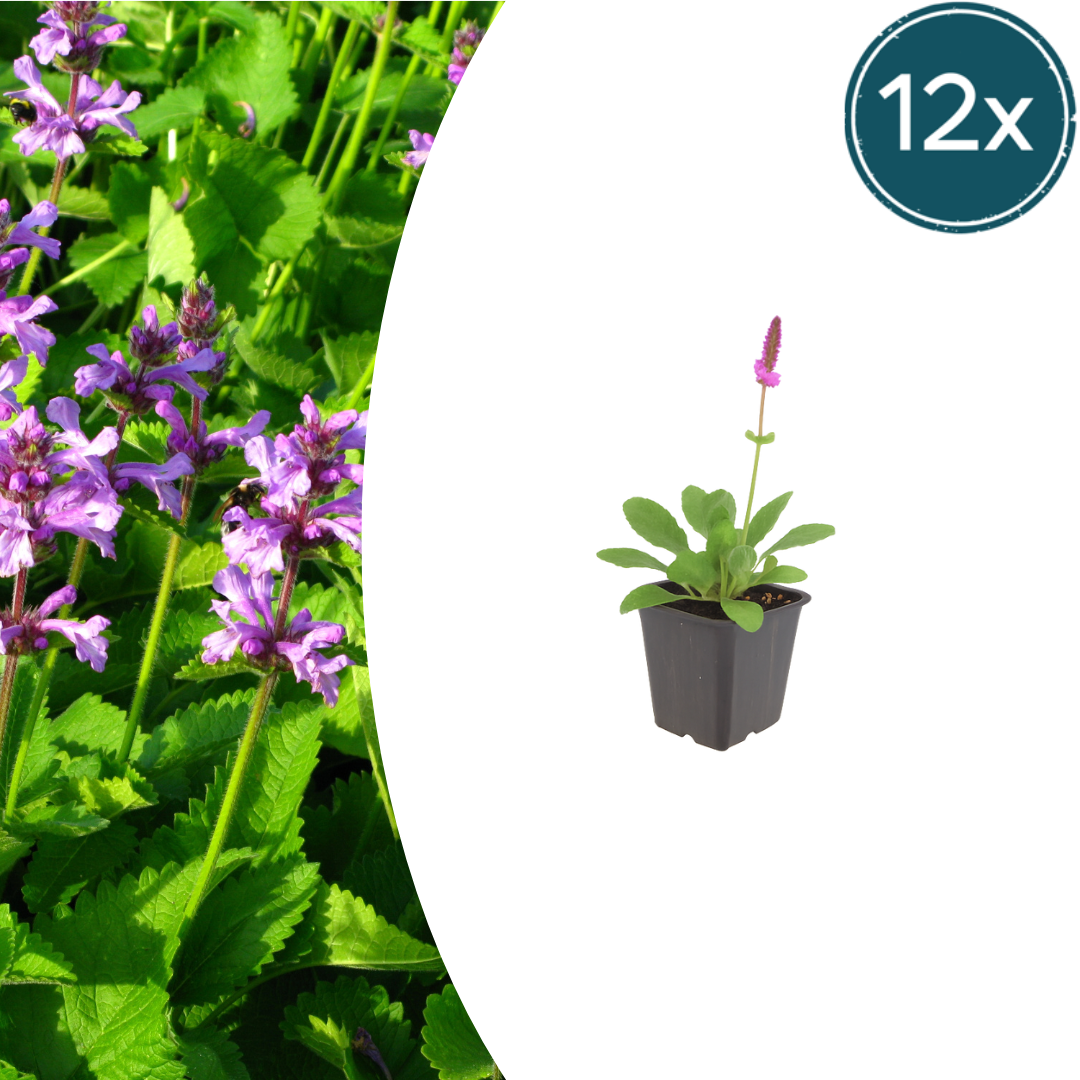 Livraison plante Oreille d'ours hummelo