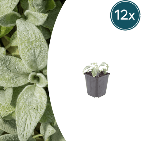Livraison plante Oreille d'ours stachys silver
