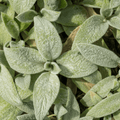 Wollziest (Stachys Byzantine) 'Silver Carpet'
