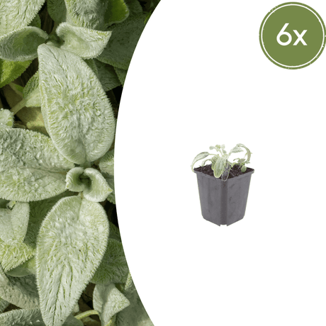 Livraison plante Oreille d'ours stachys silver