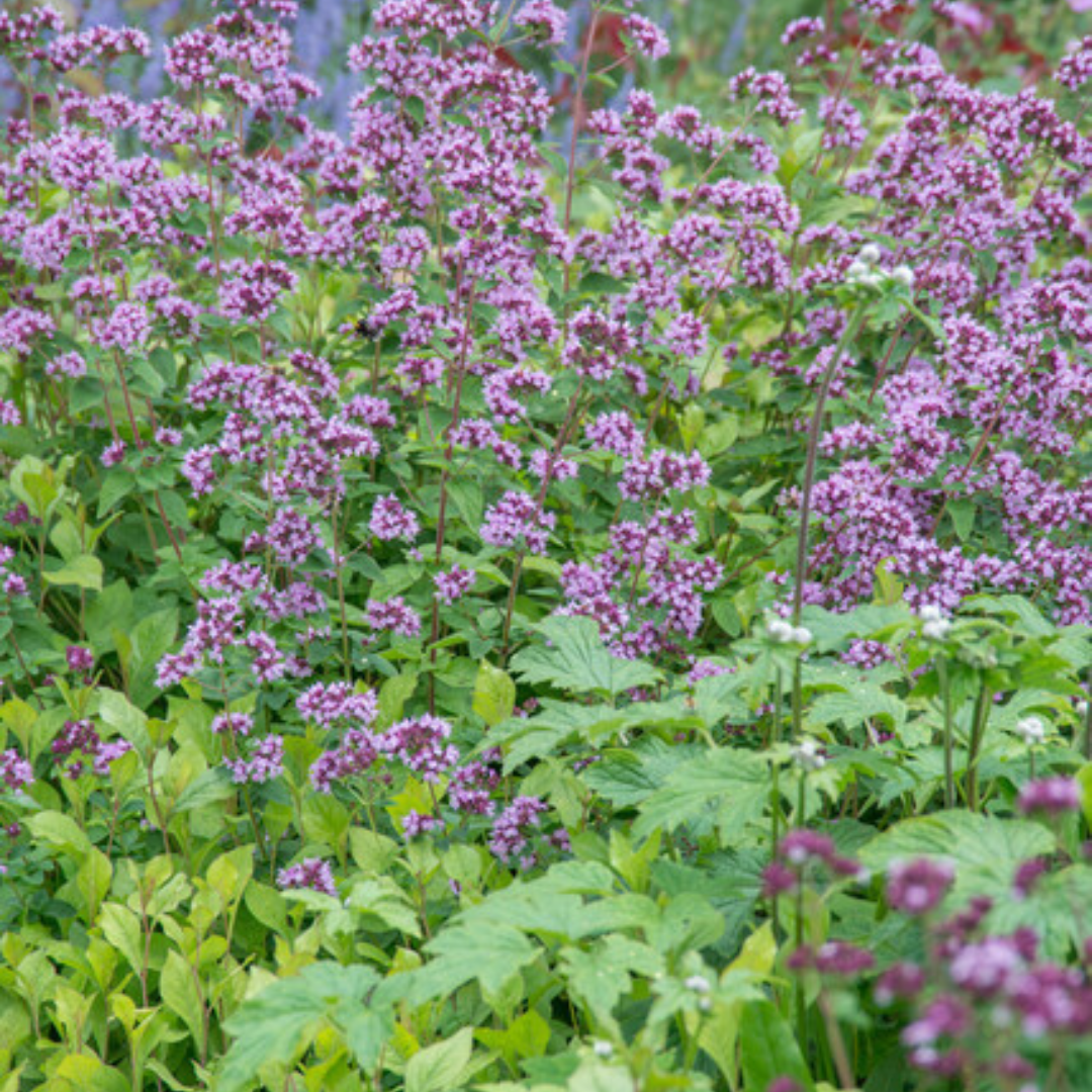 Livraison plante Origan violet