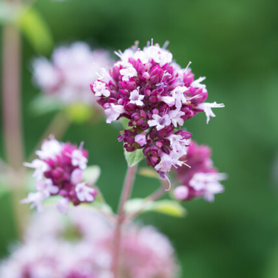 Purpur-Majoran (Origanum laevigatum) 'Herrenhausen'