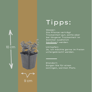 Livraison plante Origan violet