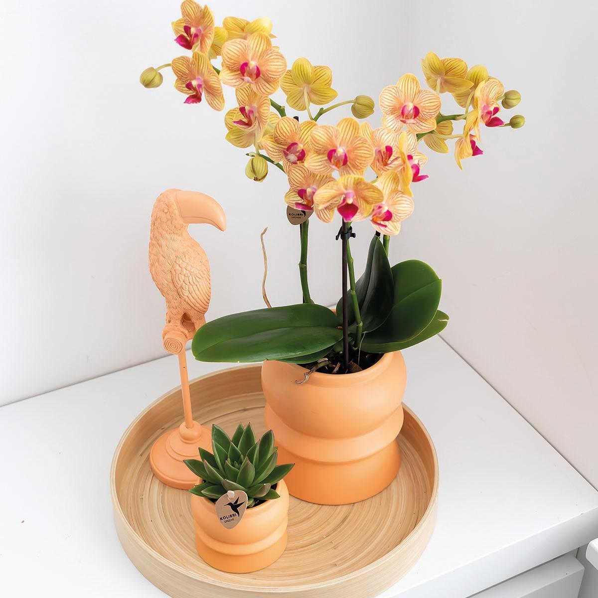 Livraison plante Ornement Toucan - Décoration Pêche