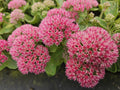 Fetthenne (Hylotelephium) 'Herbstfreude'